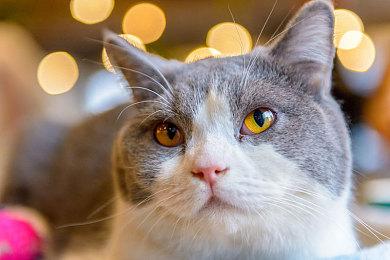 《森林之子》紫色感叹号怎么去？森林2紫色标记触发位置